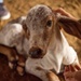 USNS Comfort Veterinarian SMEE in Ecuador