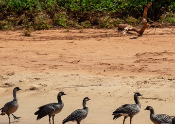 Landscapes of the Pacific Missile Range Facility Barking Sands