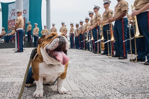 Marines, Sailors commemorate Chosin Resevoir with PT (Radio)