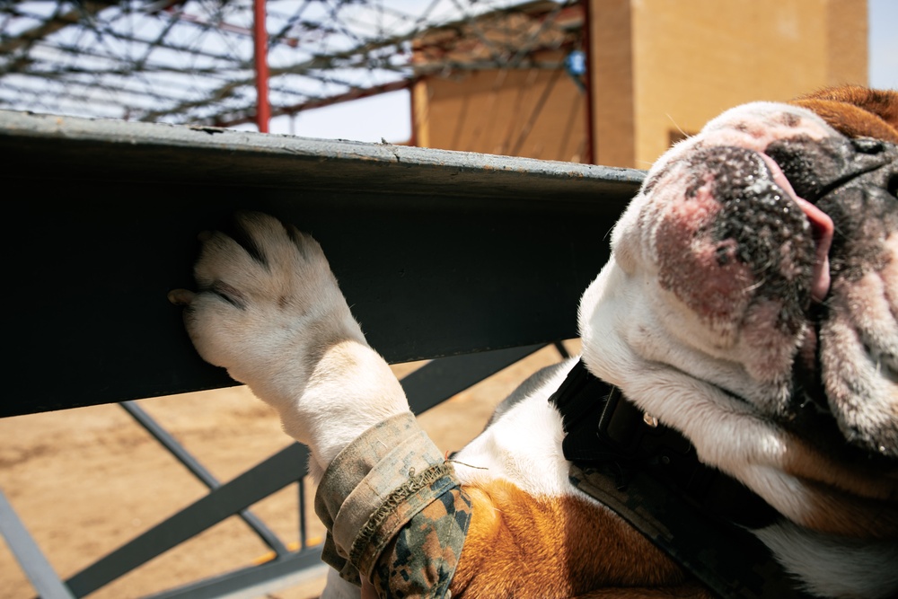 Mascot Monday: Topping-Off Ceremony