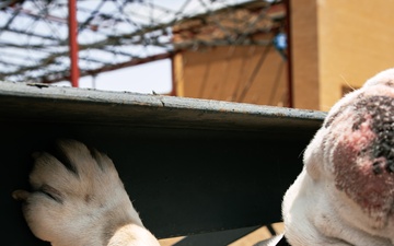 Mascot Monday: Topping-Off Ceremony