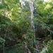 Personal Property Debris Removal continues in Buncombe County, North Carolina