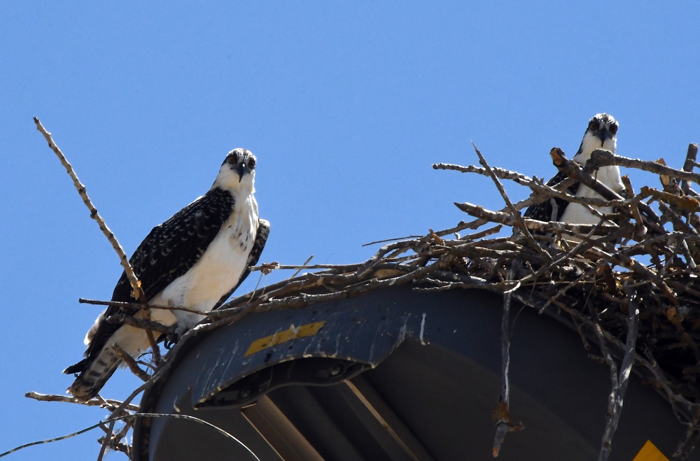 Sights from the Yolo Bypass