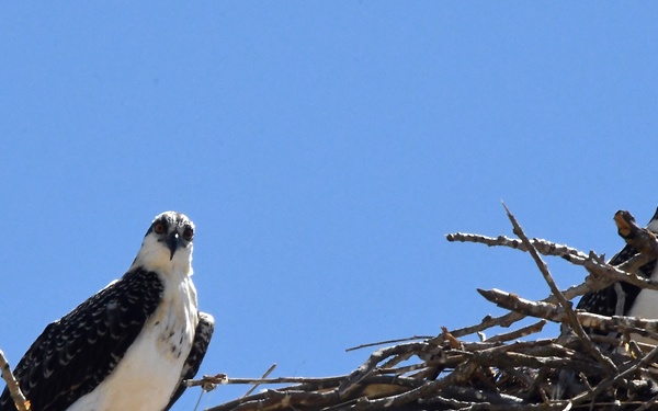 Sights from the Yolo Bypass