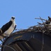 Sights from the Yolo Bypass