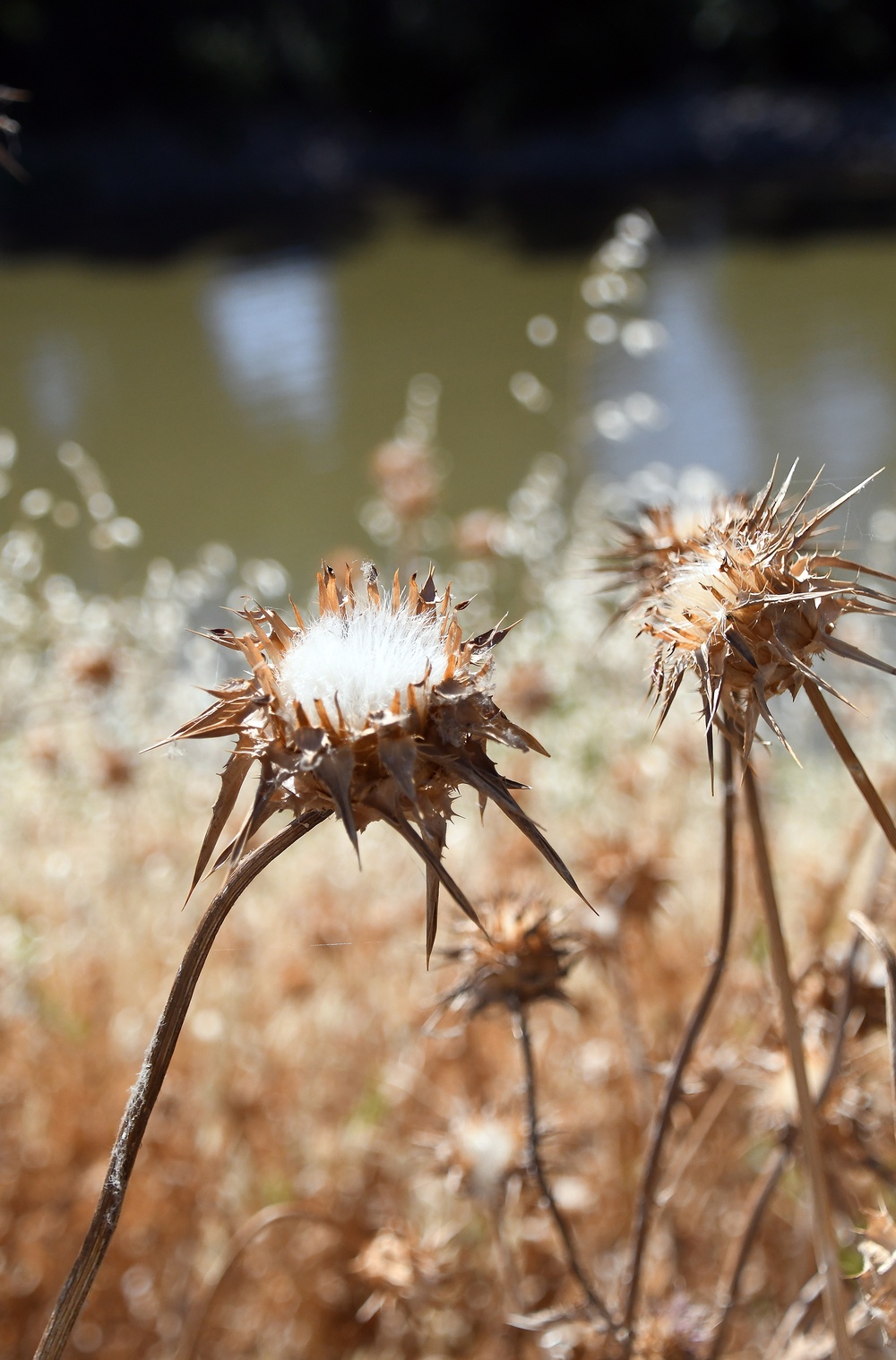 Sights from the Yolo Bypass