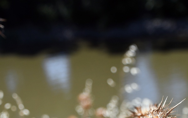 Sights from the Yolo Bypass