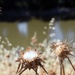Sights from the Yolo Bypass