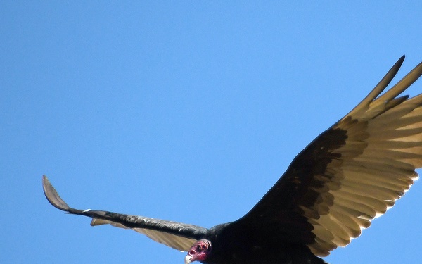 Sights from the Yolo Bypass