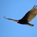 Sights from the Yolo Bypass