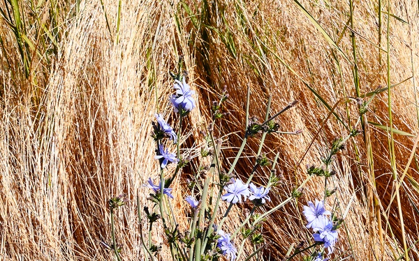 Sights from the Yolo Bypass