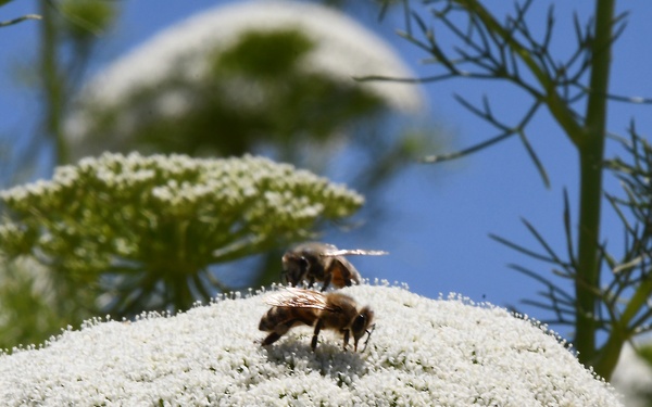 Sights from the Yolo Bypass