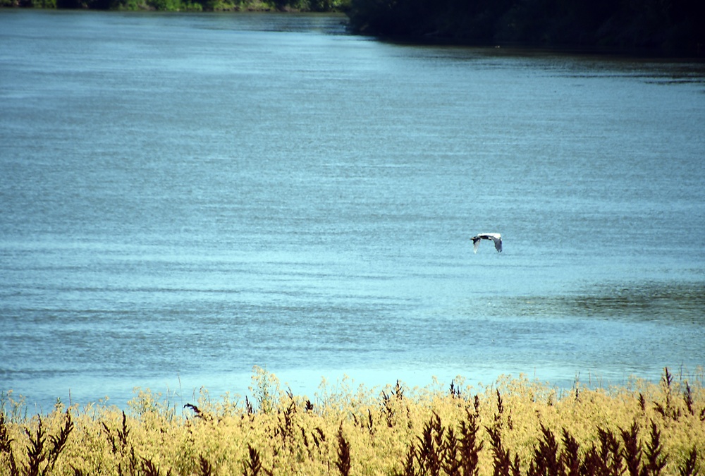 Sights from the Yolo Bypass