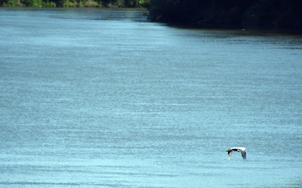Sights from the Yolo Bypass