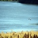 Sights from the Yolo Bypass