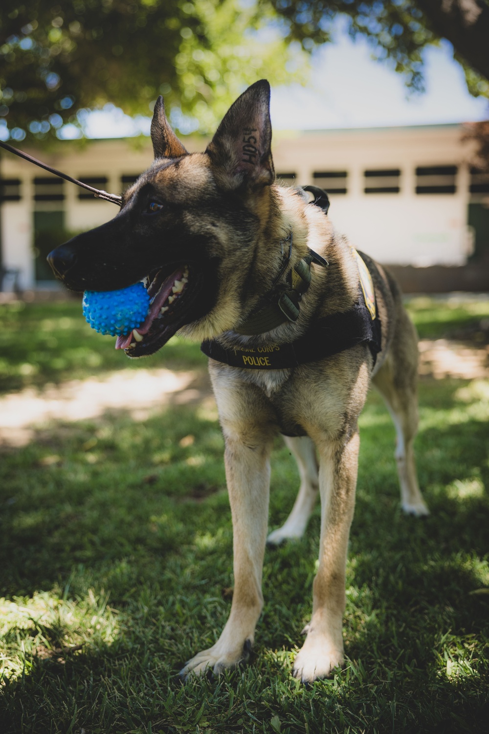 K9 Unit Demonstration for Palm Vista Elementary School Students