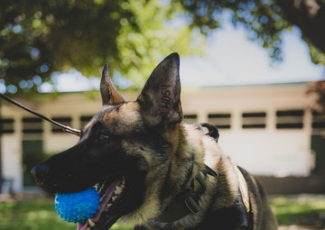 K9 Unit Demonstration for Palm Vista Elementary School Students