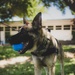 K9 Unit Demonstration for Palm Vista Elementary School Students