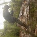 U.S. Marines with CLR-37 Conduct Basic Jungle Skills Course