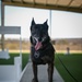 30th Security Forces Squadron K9 Handlers Train to Maintain Lethality, Readiness