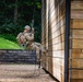 Ranger Course Mountaineering Training