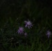 Wildlife at Fort Indiantown Gap