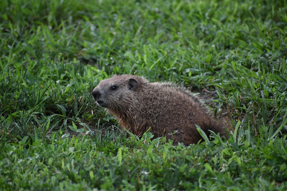 Wildlife at Fort Indiantown Gap