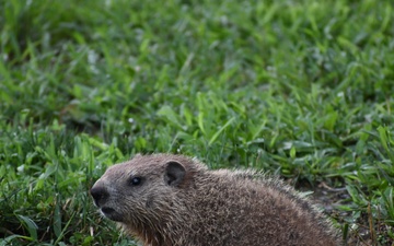 Wildlife at Fort Indiantown Gap