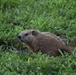 Wildlife at Fort Indiantown Gap
