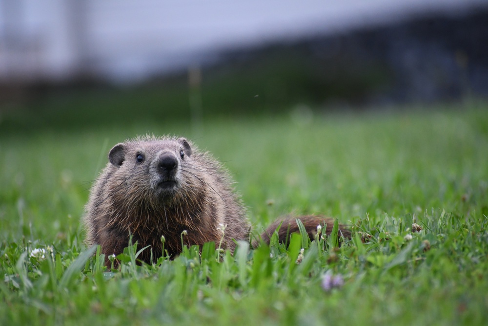 Wildlife at Fort Indiantown Gap