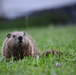 Wildlife at Fort Indiantown Gap