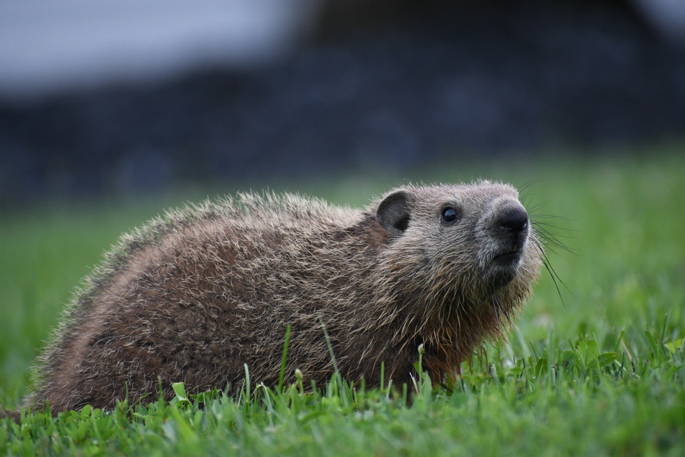 Wildlife at Fort Indiantown Gap