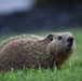 Wildlife at Fort Indiantown Gap