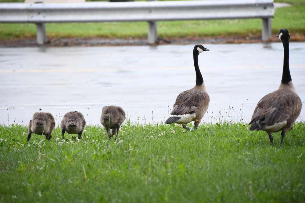 Wildlife at Fort Indiantown Gap
