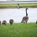 Wildlife at Fort Indiantown Gap