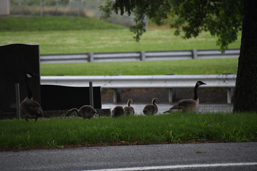 Wildlife at Fort Indiantown Gap