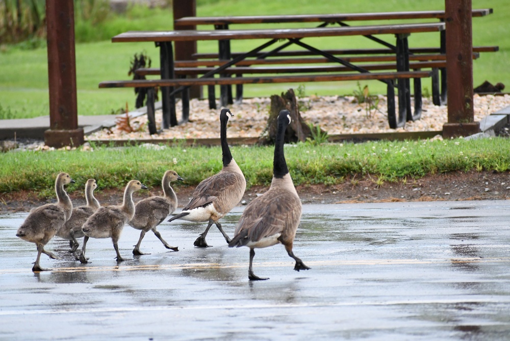 Wildlife at Fort Indiantown Gap