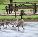 Wildlife at Fort Indiantown Gap