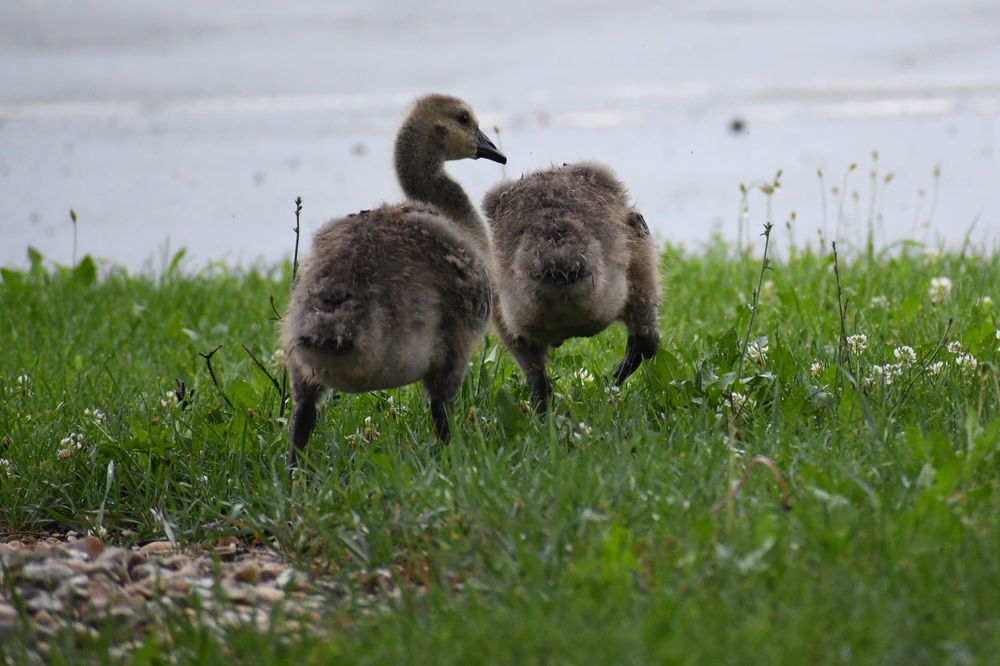 Wildlife at Fort Indiantown Gap