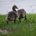 Wildlife at Fort Indiantown Gap