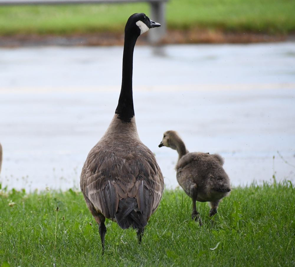 Wildlife at Fort Indiantown Gap