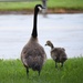 Wildlife at Fort Indiantown Gap