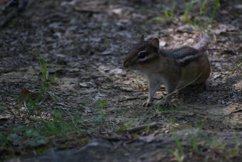 Wildlife at Fort Indiantown Gap