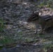 Wildlife at Fort Indiantown Gap
