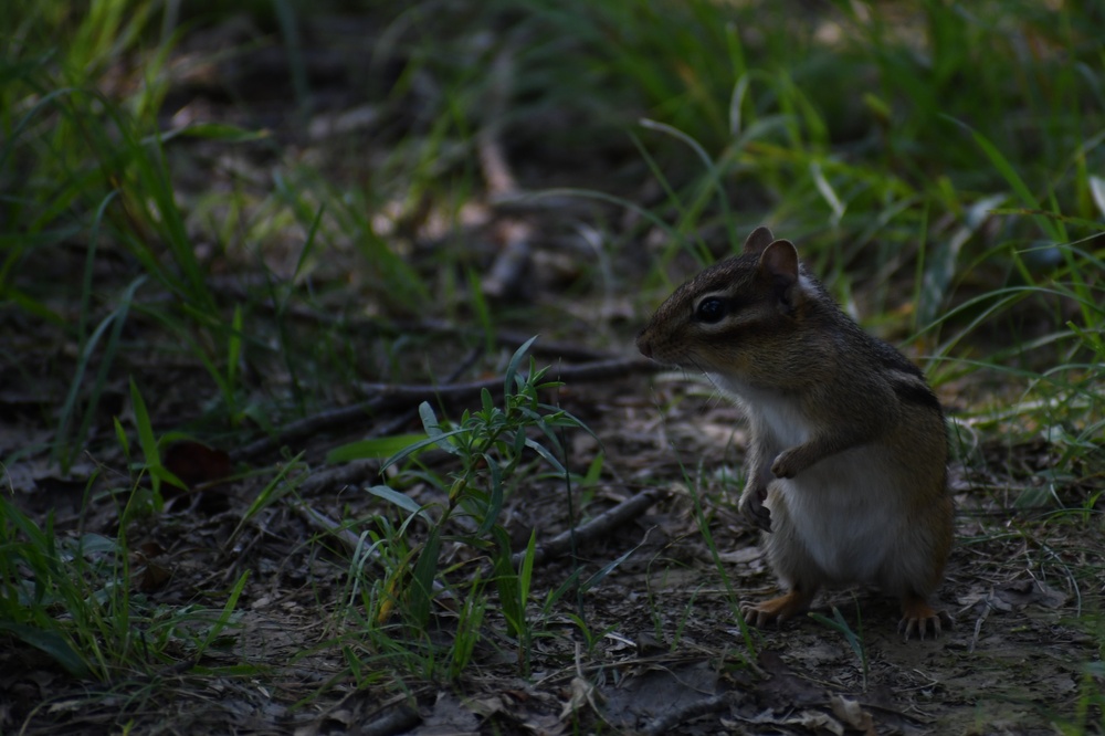 Wildlife at Fort Indiantown Gap
