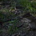 Wildlife at Fort Indiantown Gap