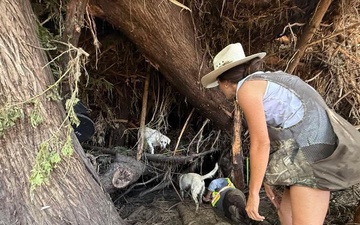U.S Army Lt. Emily Ake works with cadaver dogs during search, recovery mission