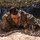 U.S. Air Force Academy BCT Class of 2029 Obstacle Course