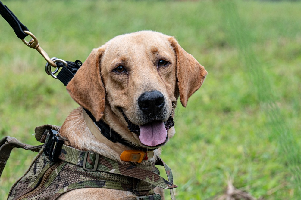 JTF-Bravo support Panamanian K-9 handler hoist operations during PANAMAX-Alpha PH I