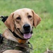 JTF-Bravo support Panamanian K-9 handler hoist operations during PANAMAX-Alpha PH I